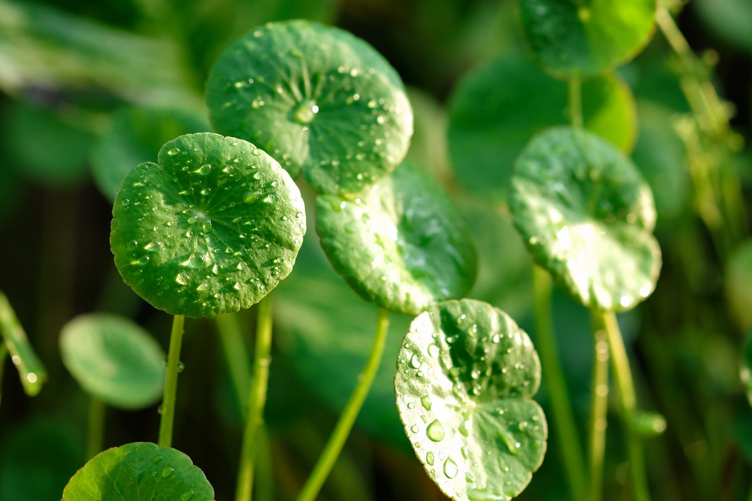 Gotu Kola (Centella asiatica)