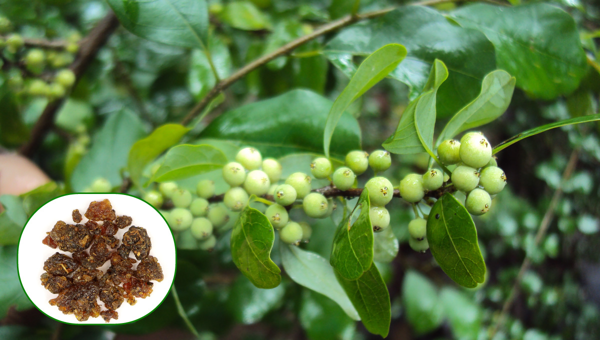 Guggul (Commiphora mukul)