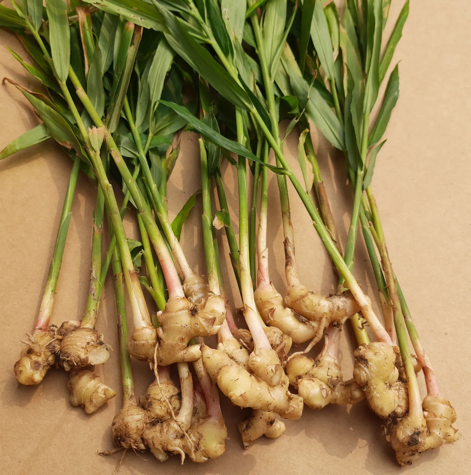 Ginger (Zingiber officinale)