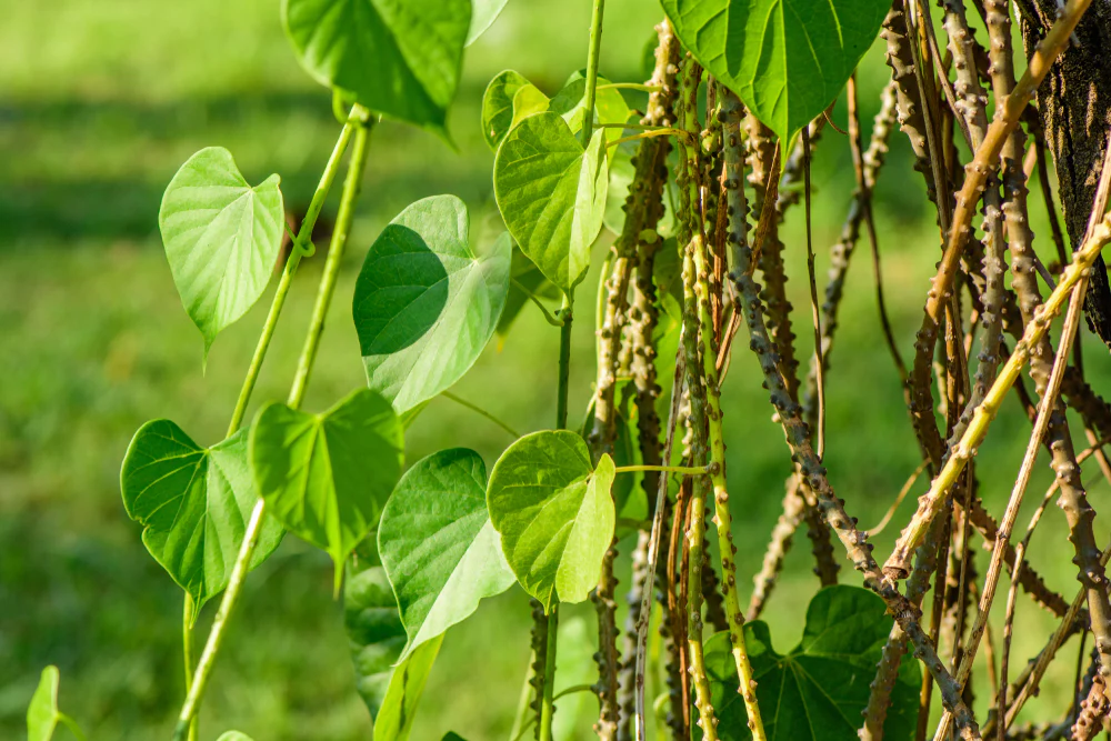 Guduchi (Tinospora cordifolia)