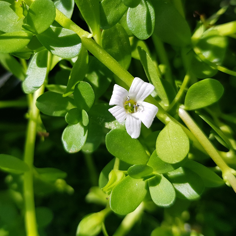 Brahmi (Bacopa monnieri)