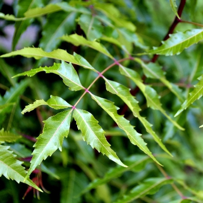 Neem (Azadirachta indica)